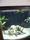 [TodoMarino.com] mi primer acuario