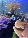 [TodoMarino.com] Cambio zooanthus