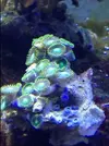 [TodoMarino.com] Cambio zooanthus