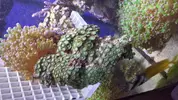 [TodoMarino.com] zoos por la comunidad valenciana