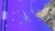 [TodoMarino.com] problemas con alga igual q una pluma