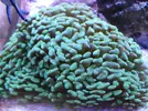 [TodoMarino.com] Reef marino tropical + sump refugio