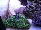 [TodoMarino.com] Reef marino tropical + sump refugio
