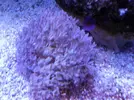 [TodoMarino.com] Reef marino tropical + sump refugio