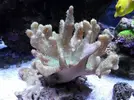 [TodoMarino.com] Reef marino tropical + sump refugio