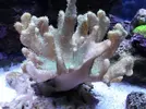 [TodoMarino.com] Reef marino tropical + sump refugio