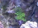 [TodoMarino.com] Reef marino tropical + sump refugio
