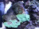 [TodoMarino.com] Reef marino tropical + sump refugio