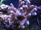 [TodoMarino.com] Reef marino tropical + sump refugio