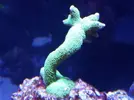 [TodoMarino.com] Reef marino tropical + sump refugio