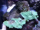 [TodoMarino.com] Reef marino tropical + sump refugio