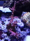 [TodoMarino.com] Reef marino tropical + sump refugio