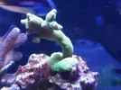 [TodoMarino.com] Reef marino tropical + sump refugio
