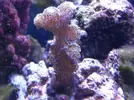 [TodoMarino.com] Reef marino tropical + sump refugio