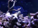 [TodoMarino.com] Reef marino tropical + sump refugio