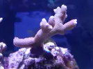 [TodoMarino.com] Reef marino tropical + sump refugio