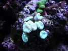 [TodoMarino.com] Reef marino tropical + sump refugio