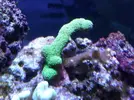 [TodoMarino.com] Reef marino tropical + sump refugio