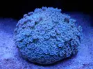 [TodoMarino.com] Reef marino tropical + sump refugio