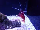 [TodoMarino.com] Reef marino tropical + sump refugio