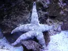 [TodoMarino.com] Reef marino tropical + sump refugio