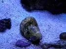 [TodoMarino.com] Reef marino tropical + sump refugio