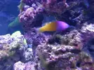 [TodoMarino.com] Reef marino tropical + sump refugio