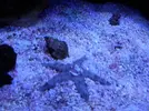 [TodoMarino.com] Reef marino tropical + sump refugio