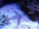 [TodoMarino.com] Reef marino tropical + sump refugio