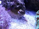 [TodoMarino.com] Reef marino tropical + sump refugio