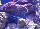 [TodoMarino.com] Reef marino tropical + sump refugio