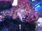[TodoMarino.com] Reef marino tropical + sump refugio