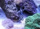 [TodoMarino.com] Reef marino tropical + sump refugio