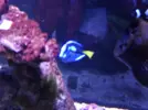 [TodoMarino.com] Reef marino tropical + sump refugio