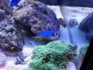 [TodoMarino.com] Reef marino tropical + sump refugio