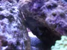 [TodoMarino.com] Reef marino tropical + sump refugio
