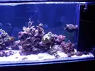 [TodoMarino.com] Reef marino tropical + sump refugio