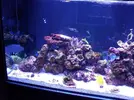 [TodoMarino.com] Reef marino tropical + sump refugio
