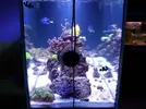 [TodoMarino.com] Reef marino tropical + sump refugio