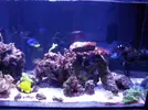 [TodoMarino.com] Reef marino tropical + sump refugio