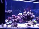 [TodoMarino.com] Reef marino tropical + sump refugio