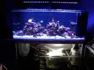[TodoMarino.com] Reef marino tropical + sump refugio