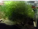 [TodoMarino.com] Reef marino tropical + sump refugio