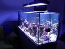 [TodoMarino.com] Reef marino tropical + sump refugio