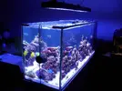 [TodoMarino.com] Reef marino tropical + sump refugio
