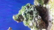 [TodoMarino.com] Ayuda con esta alga