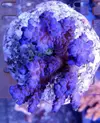 [TodoMarino.com] ¡Nuevo stock de coral australiano!