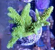 [TodoMarino.com] ¡Nuevo stock de coral australiano!