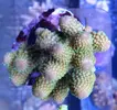 [TodoMarino.com] ¡Nuevo stock de coral australiano!