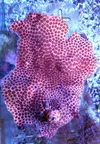[TodoMarino.com] ¡Nuevo stock de coral australiano!